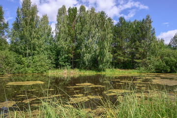 Summer landscape with an overgrown pond, a shore with tall lush grass, a forest in the background and a blue sky with white fluffy clouds. Pond by the forest on a sunny day. Harmony in nature 