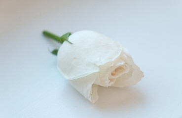Cut white rose bud on a white background. Concept of romantic congratulations, card with declaration of love, symbol of withering. Image with a soft mist effect and soft focus.