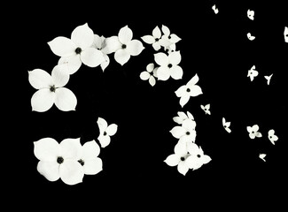 白い蝶の群れのように咲くヤマボウシ