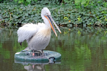 Krauskopfpelikan ( Pelecanus crispus ).