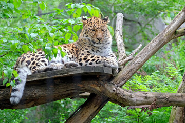 Naklejka na ściany i meble Amurleopard ( Panthera pardus orientalis ).