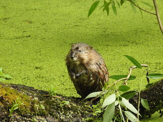 The muskrat looks around