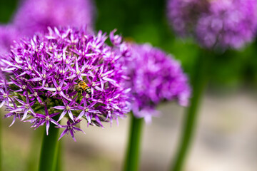 Abeille devant un allium , fleur violette en forme de boule