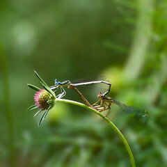 Phasmes - stick insects