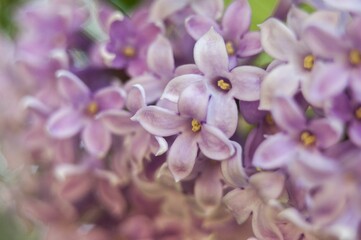 Fototapeta na wymiar flower lilac