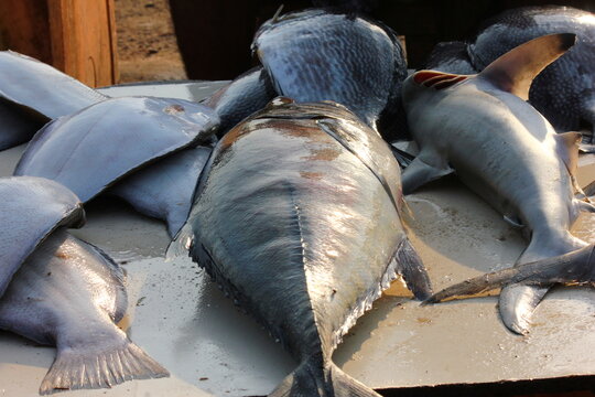 Fish in fish market 