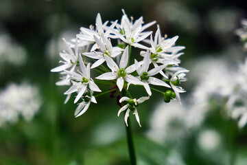 Bl&uuml;hender B&auml;rlauch ( Allium ursinum ).