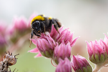 Hummel auf Sempervivum
