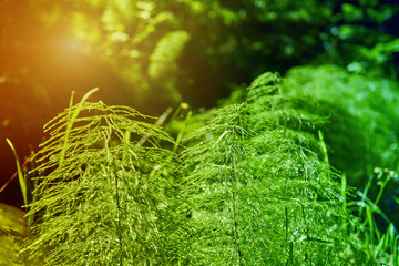 Young horsetails, Equisetum arvense, at the edge of the forest in the backlight of the sun