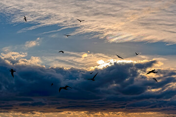 birds in the sky