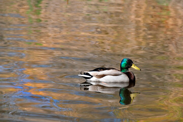 Fototapeta premium in golden waters