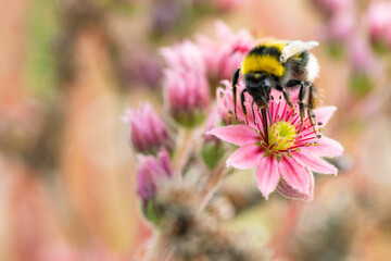 Hummel auf Sempervivum