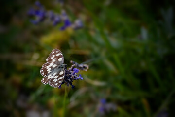 Les crêtes de Gréolières