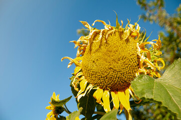 Sunflower shimmering in the sun.