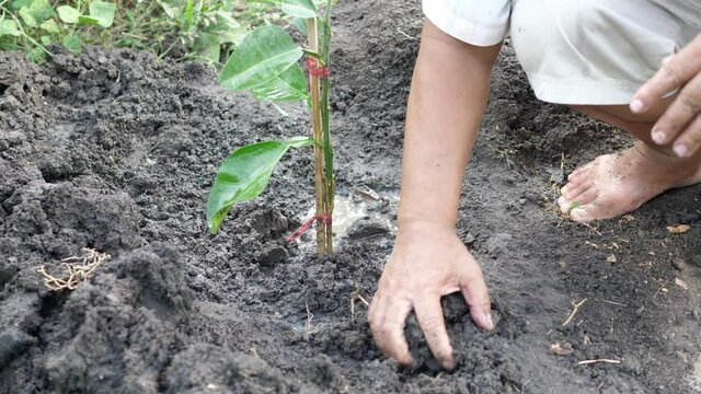 Close up man hands planting pomelo tree in garden. Gardener do gardening. Concept of nature learning, earth day, save world, organic farm at home, agriculture.