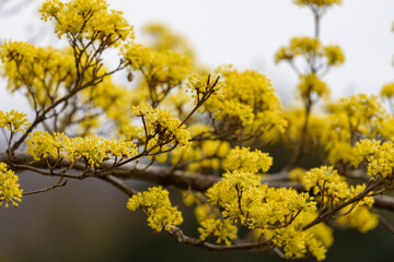 Yellow flower of cornus officinalis,  Japanese cornelian cherry