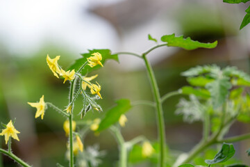 Tomato flowers and green leaves