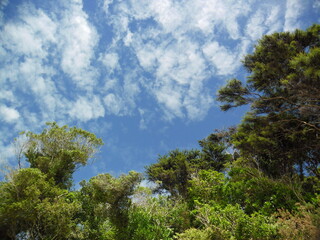 Obraz premium trees and sky