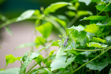 Asian scarab with black and white spots Cerambycidae that accompany the rainy season of the Thai green forest has become a symbol of the rainy season but is the worst enemy of hardwood.