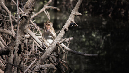 Monkey on tree