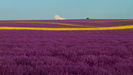 Fototapeta na wymiar purple lavender field with strip of yellow wheat
