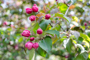Colorful blooming of the apple tree