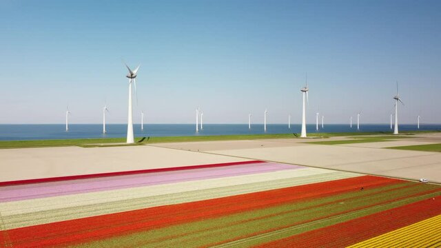Tulips in yellow, red and pink growing in a field with wind turbines in the background during a spring day. Drone point of view from above.