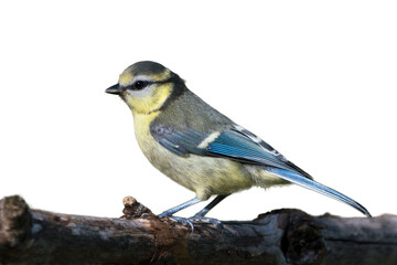 Side view of a cute juvenile blue tit bird sitting on a dry branch and isolated on white background