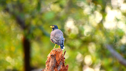 birds in the wild sit