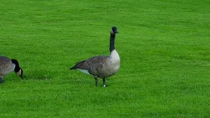 birds in the wild sit