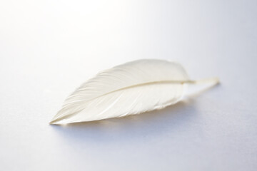 White feather on light background