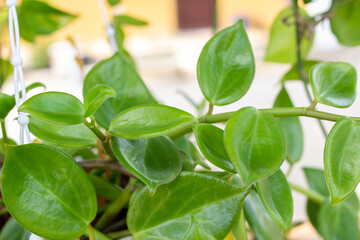 Dutch betel flower aureum, with a shiny green color, is very beautiful and enchanting