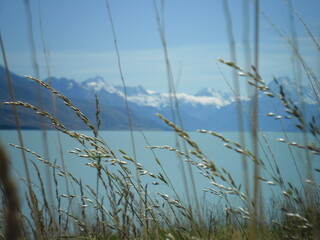 grass and sky