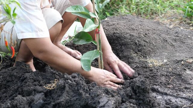 Close up man hands planting pomelo tree in garden. Gardener do gardening. Concept of nature learning, earth day, save world, organic farm at home, agriculture.