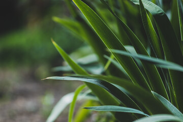 Long dark green yucca leaves. Natural, tropical background.