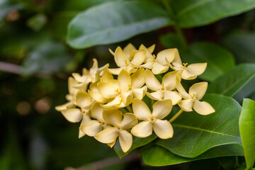 Obraz premium ixora flowers are yellow, blooming beautifully