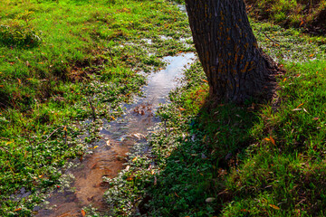 brook grass and tree trunk