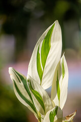 Garut or Lerut (Maranta arundinacea) plants are thought to have originated from Central America and northern South America, western Ecuador.