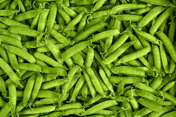 A bunch of ripe green pea pods. Legumes contain a lot of protein  fiber.