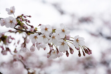 桜　ソメイヨシノ