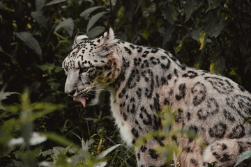 Leopard Portrait in Jungle