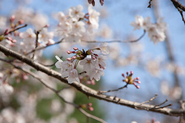 ソメイヨシノ　桜