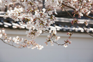 お寺の塀と桜