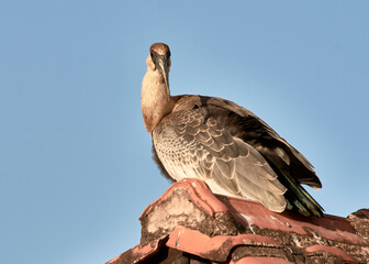 Curlew on the roof
