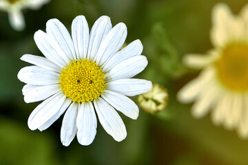 Fototapeta premium White daisy on a green background