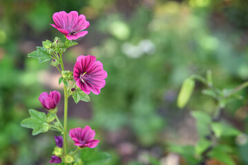 Pink flower on a green background