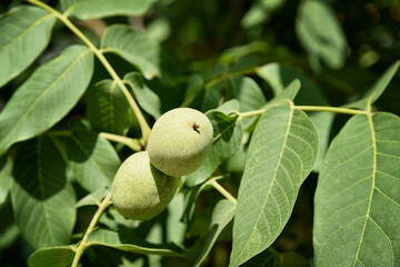 An immature walnut grows on a tree among the foliage