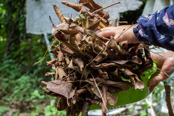 a housewife is carrying tree leaf litter to be burned