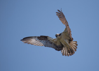 Osprey in flight