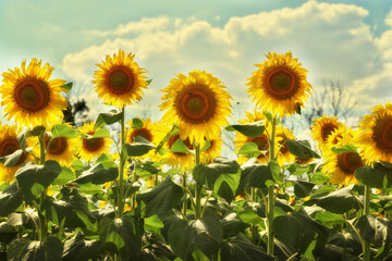 Bright yellow sunflowers against a blue sky with clouds